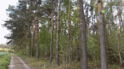 Na sprzedaż działka leśna - Rokietnica -
wielkopolskie Zdjęcie nr 3