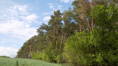 Na sprzedaż działka leśna - Rokietnica -
wielkopolskie Zdjęcie nr 4