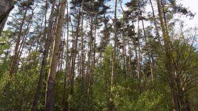 Na sprzedaż działka leśna - Rokietnica -
wielkopolskie Zdjęcie nr 5