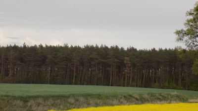 Na sprzedaż działka leśna - Rokietnica -
wielkopolskie Zdjęcie nr 8