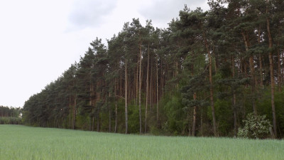 Na sprzedaż działka leśna - Rokietnica -
wielkopolskie Zdjęcie nr 9
