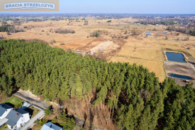 Działka z lasem pod Warszawą - Górki  -
Mazowieckie Zdjęcie nr 5