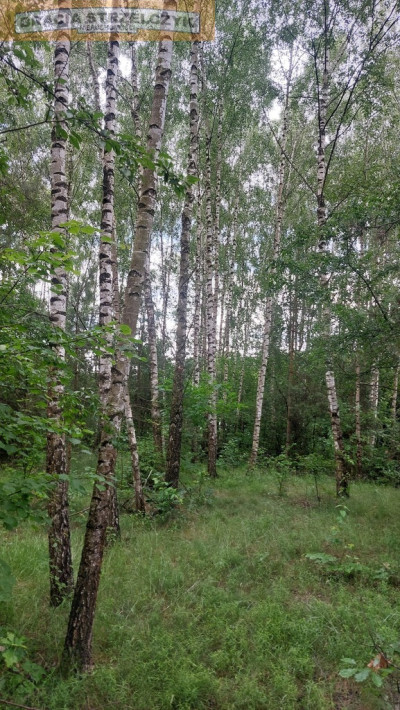 Działka Budowlana 4188 m2 Kalinowo gm Ostrów Mazowiecka - Kalinowo  -
Mazowieckie Zdjęcie nr 5