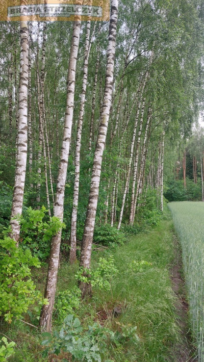 Działka Budowlana 4188 m2 Kalinowo gm Ostrów Mazowiecka - Kalinowo  -
Mazowieckie Zdjęcie nr 6