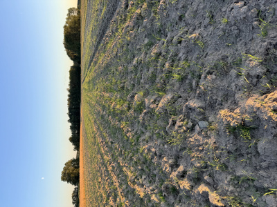 Działka budowlana -
Mazowieckie Zdjęcie nr 3