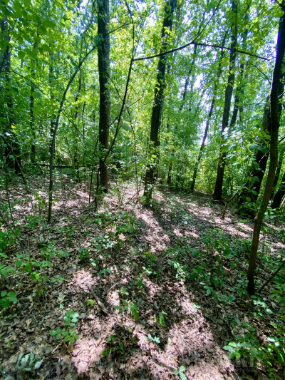 Janowice  118 ha las i pastwiska  69 000 zł - Janowice  -
małopolskie Zdjęcie nr 3