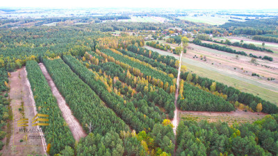 Zalesiona działka nad Firlejem - Stary Antonin  -
Lubelskie Zdjęcie nr 3