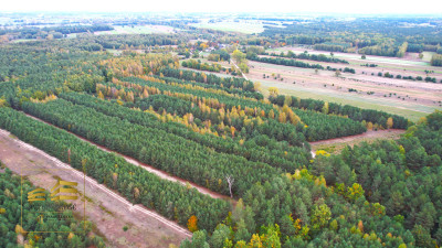 Zalesiona działka nad Firlejem - Stary Antonin  -
Lubelskie Zdjęcie nr 6