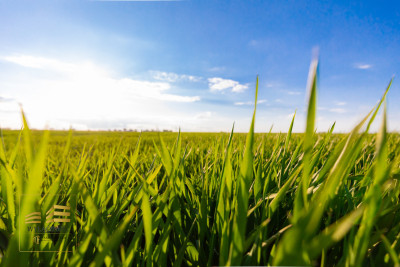 Działka 20 km od Lublina - Piotrkówek  -
Lubelskie Zdjęcie nr 10