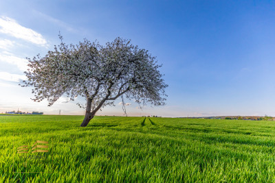 Działka 20 km od Lublina - Piotrkówek  -
Lubelskie Zdjęcie nr 7