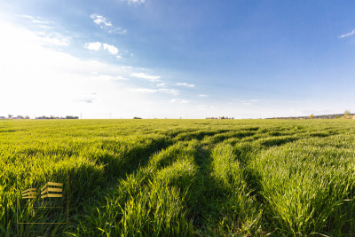 Działka 20 km od Lublina - Piotrkówek  -
Lubelskie Zdjęcie nr 8