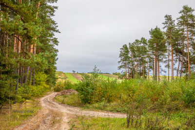 5 ha z domem na Roztoczu - Józefów  -
Lubelskie Zdjęcie nr 11