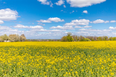 Działka budowlana Strzyżewice - Strzyżewice  -
Lubelskie Zdjęcie nr 3