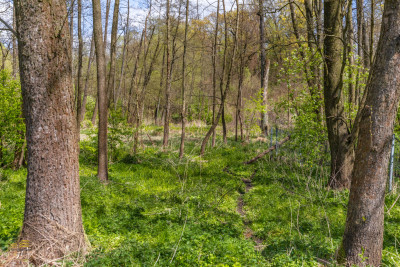 Działka pod lasem - Motycz  -
Lubelskie Zdjęcie nr 7