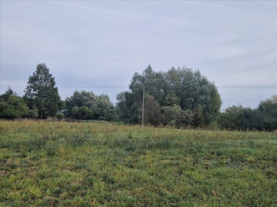 Piękna działka z własnym stawem - sprzedam - Beszyn - 532ha - Beszyn  -
kujawsko-pomorskie Zdjęcie nr 10