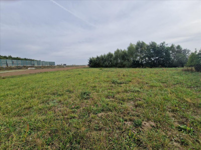 Piękna działka z własnym stawem - sprzedam - Beszyn - 532ha - Beszyn  -
kujawsko-pomorskie Zdjęcie nr 12