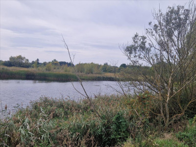 Piękna działka z własnym stawem - sprzedam - Beszyn - 532ha - Beszyn  -
kujawsko-pomorskie Zdjęcie nr 14