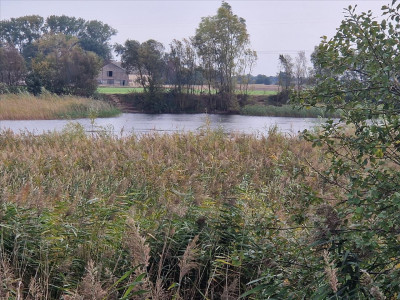 Piękna działka z własnym stawem - sprzedam - Beszyn - 532ha - Beszyn  -
kujawsko-pomorskie Zdjęcie nr 2