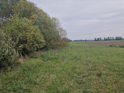 Piękna działka z własnym stawem - sprzedam - Beszyn - 532ha - Beszyn  -
kujawsko-pomorskie Zdjęcie nr 4