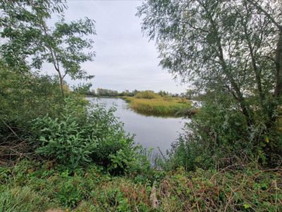 Piękna działka z własnym stawem - sprzedam - Beszyn - 532ha - Beszyn  -
kujawsko-pomorskie Zdjęcie nr 6