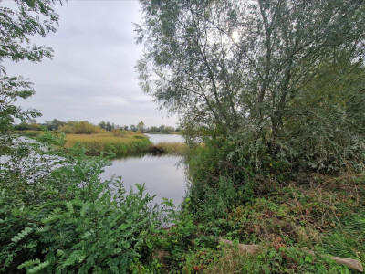 Piękna działka z własnym stawem - sprzedam - Beszyn - 532ha - Beszyn  -
kujawsko-pomorskie Zdjęcie nr 8