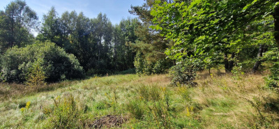 Działka w Lesie z oczkiem wodnym ! Rybaki -
pomorskie Zdjęcie nr 4