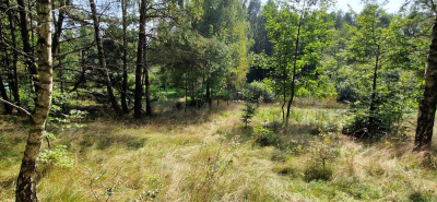 Działka w Lesie z oczkiem wodnym ! Rybaki -
pomorskie Zdjęcie nr 8