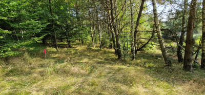 Działka w Lesie z oczkiem wodnym ! Rybaki -
pomorskie Zdjęcie nr 9