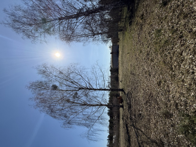 Działka budowlana 3000 m² – Kazuń Bielany -
Mazowieckie Zdjęcie nr 4