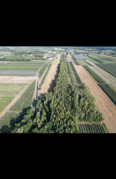 Sprzedam dwie działki w pakiecie, po 3000 m2 każda Piekut gm. Chynów -
Mazowieckie Zdjęcie nr 12
