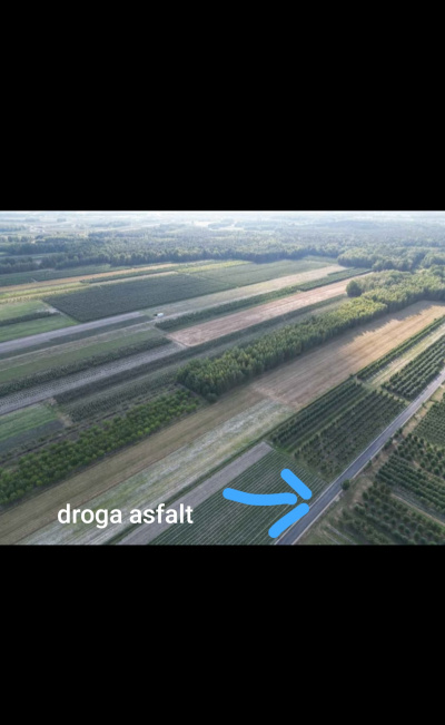 Sprzedam dwie działki w pakiecie, po 3000 m2 każda Piekut gm. Chynów -
Mazowieckie Zdjęcie nr 4