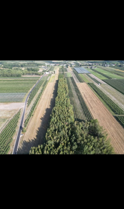 Sprzedam dwie działki w pakiecie, po 3000 m2 każda Piekut gm. Chynów -
Mazowieckie Zdjęcie nr 11