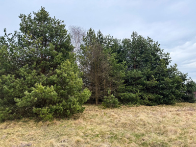 Działka budowlana 2370 m² Zendek gm. Ożarowice (3309/3) -
Śląskie Zdjęcie nr 7