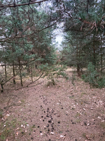 Działka budowlana 2370 m² Zendek gm. Ożarowice (3309/3) -
Śląskie Zdjęcie nr 3